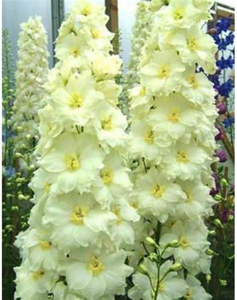 Rare White Delphinium Seeds 50 Pcs Flowering Perennial Etsy