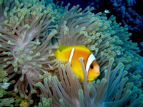 Clown Fish On Coral Reefs Anemonefish Hd Wallpaper Wallpaper Flare