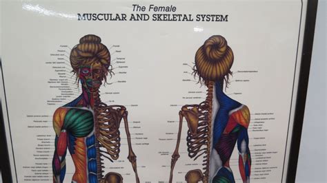 Muscle Diagram Female