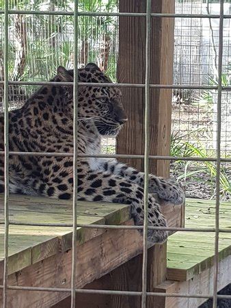 The animals listed on this page are available for adoption. Big Cat Rescue (Tampa) - All You Need to Know Before You ...