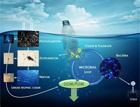 Frontiers Microbial Ecotoxicology Of Marine Plastic Debris A Review On Colonization And