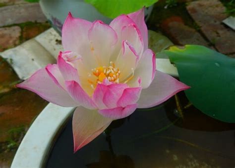 Dream Of Yaotai Lotus One Of Amazing Micro Lotus Bergen Water