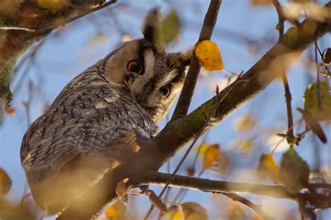 A New Species Record At Falls Of Clyde Long Eared Owl Scottish