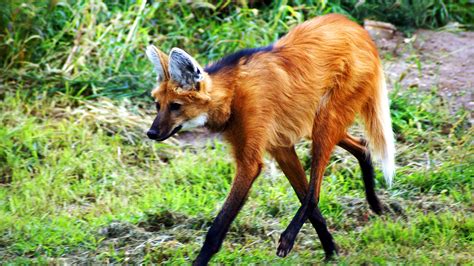 Maned Wolf Hd Wallpaper Background Image 1920x1080 Id496057