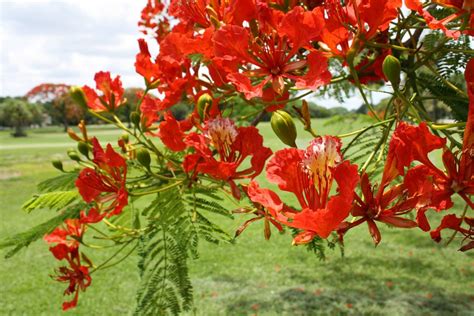 Royal Poinciana Delonix Flamboyan Tree Exotic Seed 20 Seeds Red Flower