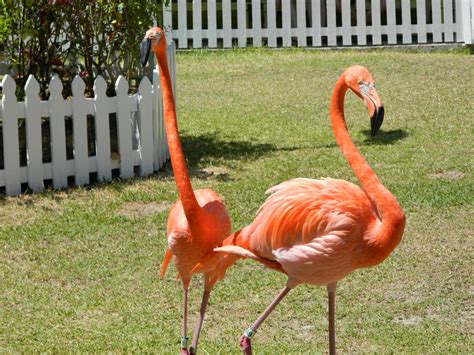 Two Flamingos Free Stock Photo Public Domain Pictures