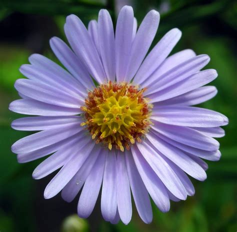 Free photo: Aster Flowers - Beautiful, Petals, Nature - Free Download ...