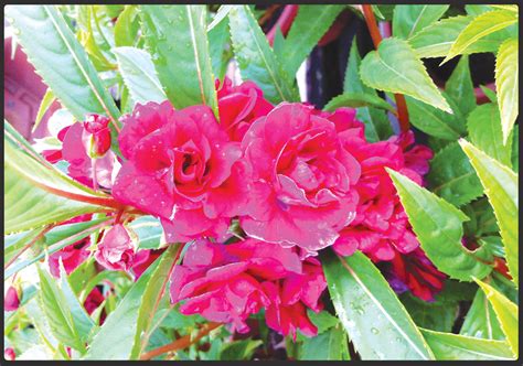Pothos is a genus of flowering plants in the family araceae (tribe potheae). Doo Guan Nursery: Flowering Plants