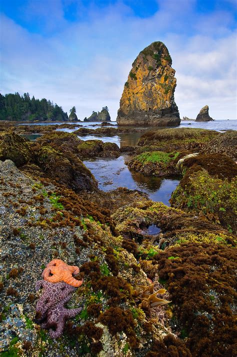 Point Of Arches Olympic National Park Washington Greg Vaughn