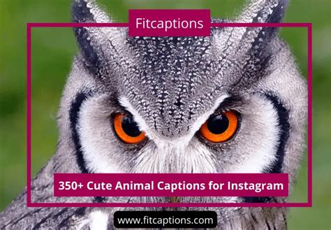 350 Cute Animal Captions For Instagram Fitcaptions