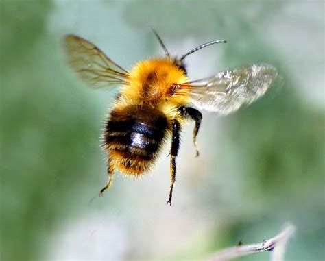 Bee In Flight Bumble Bee In Flight Aimee Goold Flickr