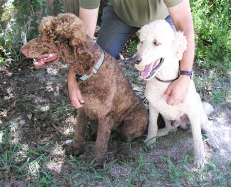 Look at pictures of poodle (standard) puppies who need a home. Standard Poodle Puppies for Sale