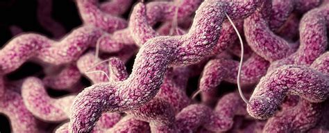 The Most Common Bacterial Cause Of Food Poisoning Could Also Be An Sti Sciencealert