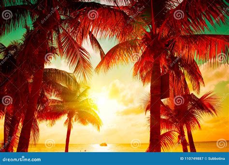 Sunset Beach With Tropical Palm Tree Over Beautiful Sky Palms And