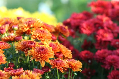 Grow And Care For Chrysanthemums