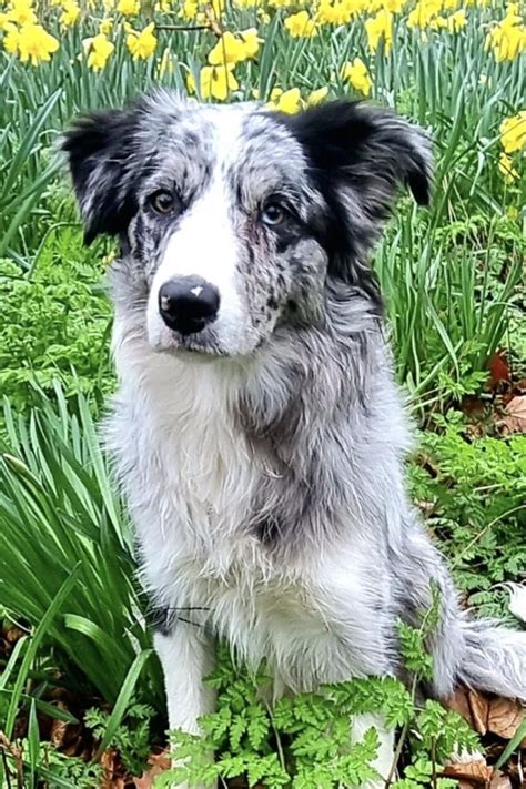 Blue Merle Border Collie Guide Breeders Price Temperament And More