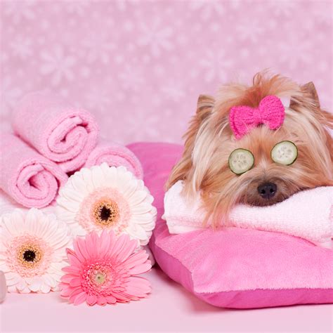 The global community for designers and creative professionals. Dog Grooming & Spa | Paw Hills Luxury Pet Hotel & Spa