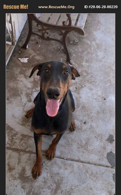 Commonly recommended for a sensitive stomach, vomiting & diarrhea, en gastroenteric dog food is highly digestible for optimal nutrient absoption. ADOPT 20062800220 ~ Doberman Pinscher Rescue ~ San Diego, CA