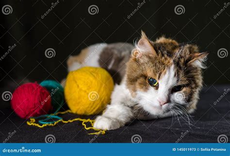 Tricolor Cat Hugging A Balls Of Yellow Red Blue Yarn Stock Image