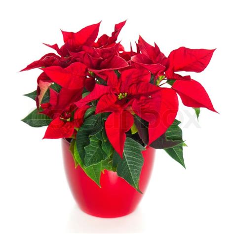 Beautiful Poinsettia Red Christmas Flower Stock Photo Colourbox