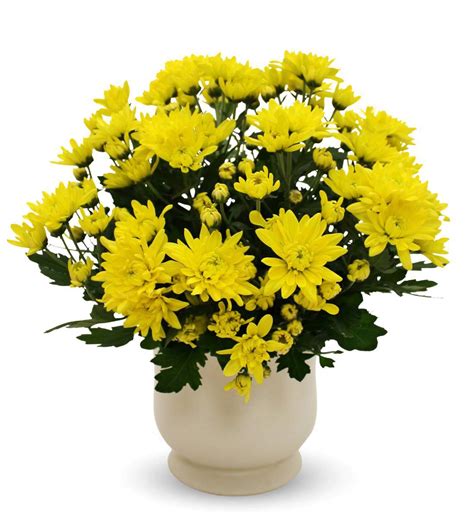 Yellow Mum Plant Avas Flowers