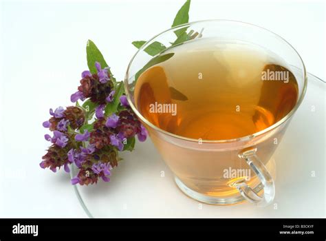 Prunella Vulgaris Tea Hi Res Stock Photography And Images Alamy