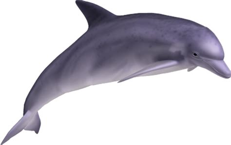 Dolphin Png Image Transparent Image Download Size 750x471px