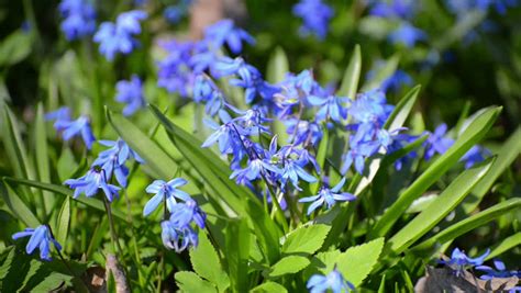 Scilla Blue Snowdrops Flowers Stock Footage Video 100 Royalty Free