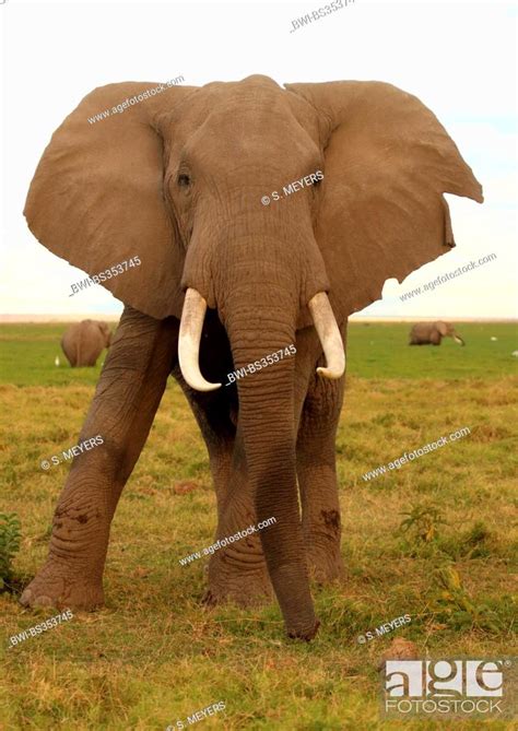 African Elephant Loxodonta Africana Threatening Bull Elephant Kenya