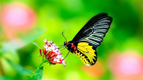 Butterfly Insect Macro Wallpapers Hd Desktop And Mobile