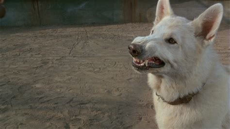 Have You Seen White Dog Movie About A Racist White Gsd German