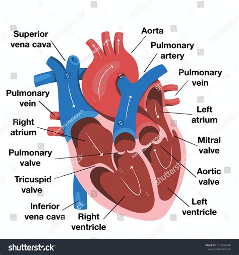 Hand Drawn Illustration Of Human Heart Anatomy Educational Diagram