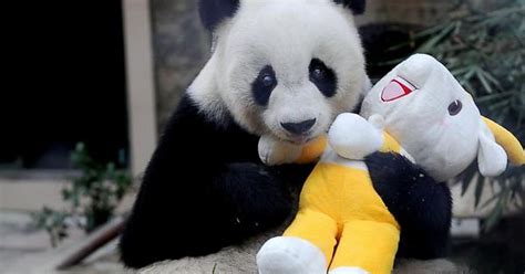 Rip Pan Pan Worlds Oldest Male Panda Dies In China Album On Imgur