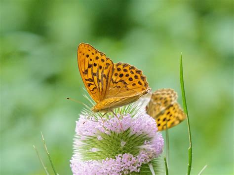 Schmetterling Kaisermantel Insekt Kostenloses Foto Auf Pixabay Pixabay