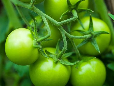 How To Ripen Green Tomatoes On The Vine