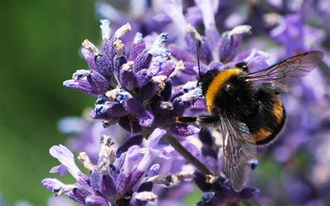 Help bees by providing a diverse food source. 10 plants to attract (and feed) honeybees | LifeGate