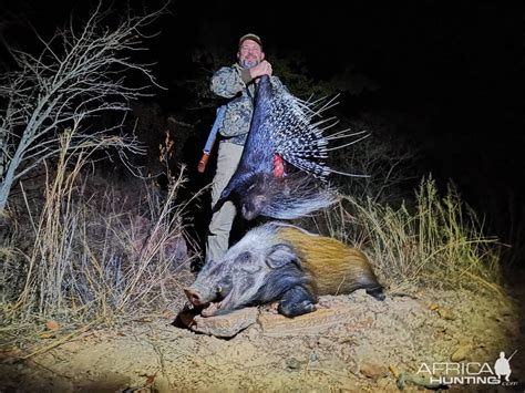 African Porcupine And Bushpig Hunt South Africa