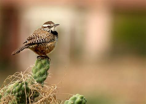 25 Amazing Arizona Desert Animals Owlcation