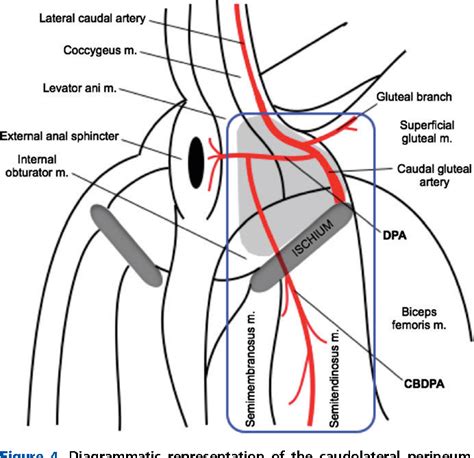 An Axial Pattern Flap Based On The Dorsal Perineal Artery In A Cat