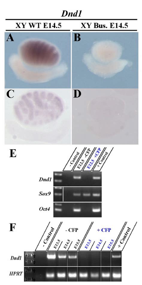 Expression Of Dnd1 Is Restricted To Germ Cells Of The Developing Testis Download Scientific