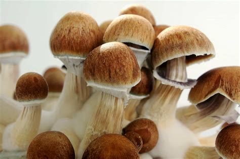 Psilocybin Mushrooms Addiction Abuse And Treatment Recreate Life
