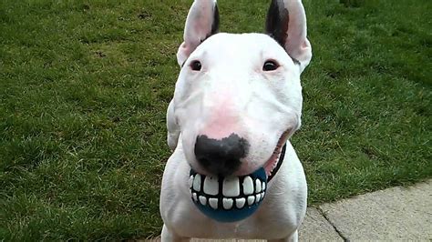 12 Reasons Why You Should Never Own Bull Terriers