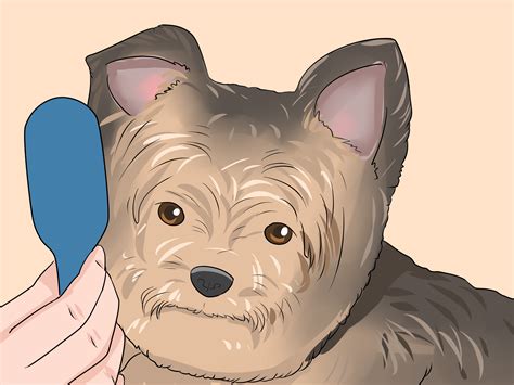 simple ways  trim  yorkies face  steps  pictures