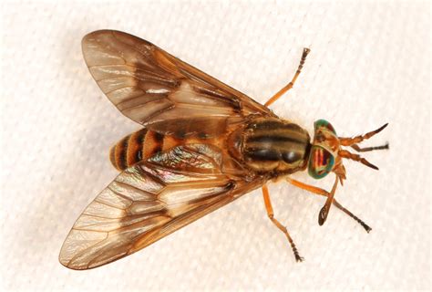 Filedeer Fly Chrysops Species Smithsonian
