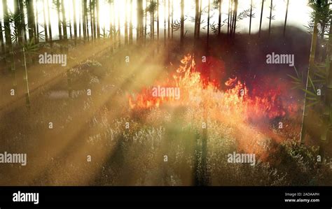 Wind Blowing On A Flaming Bamboo Trees During A Forest Fire Stock Photo