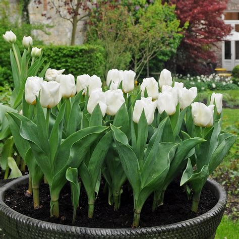 Gorgeous Pure White Tulip Bulbs For Sale Online Maureen Easy To