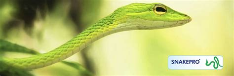 It is very important to remove the snakes instantly from the vicinity of humans as these are highly dangerous and poisonous creatures. PCI |Snake Management
