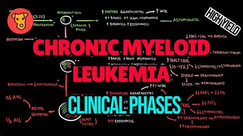 Chronic Myeloid Leukemia Pathogenesis Of Clinical Phases Accelerated
