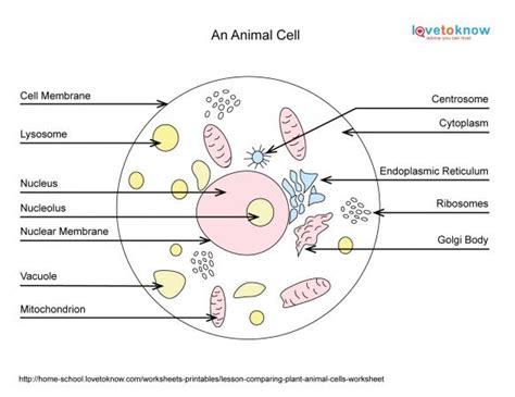 Animal cell simple diagram labeled. Basics of Animal Cell Biology | LoveToKnow