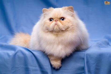 Persian Cat Interesting Facts And Information